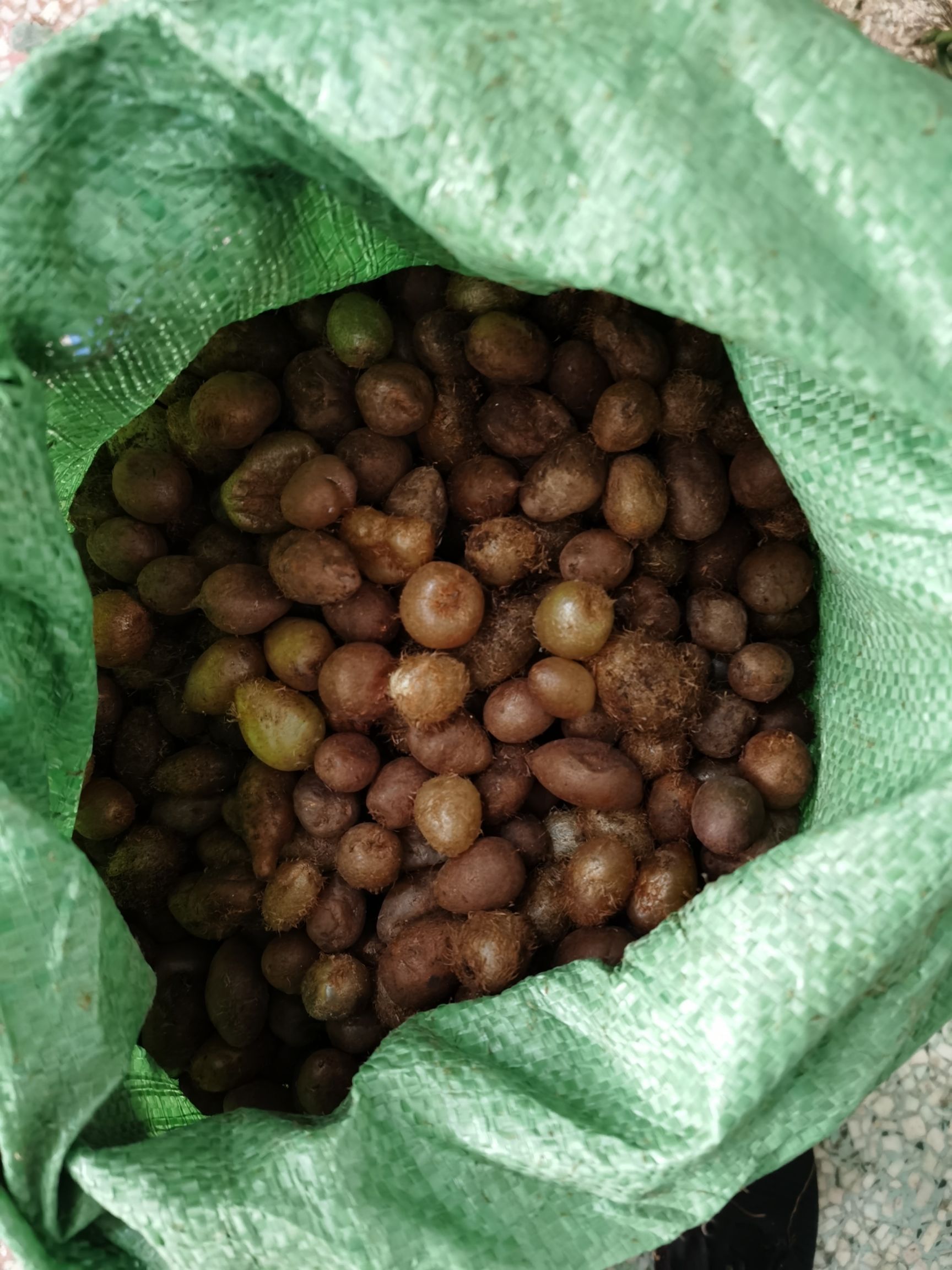 新鲜石黄皮 山鸡蛋 凤凰蛋 马骝卵