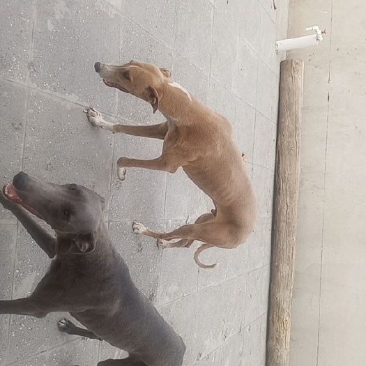 芮城县 八个月格力犬黄的身高六十五，清狗的身高六十，一只一千五自提