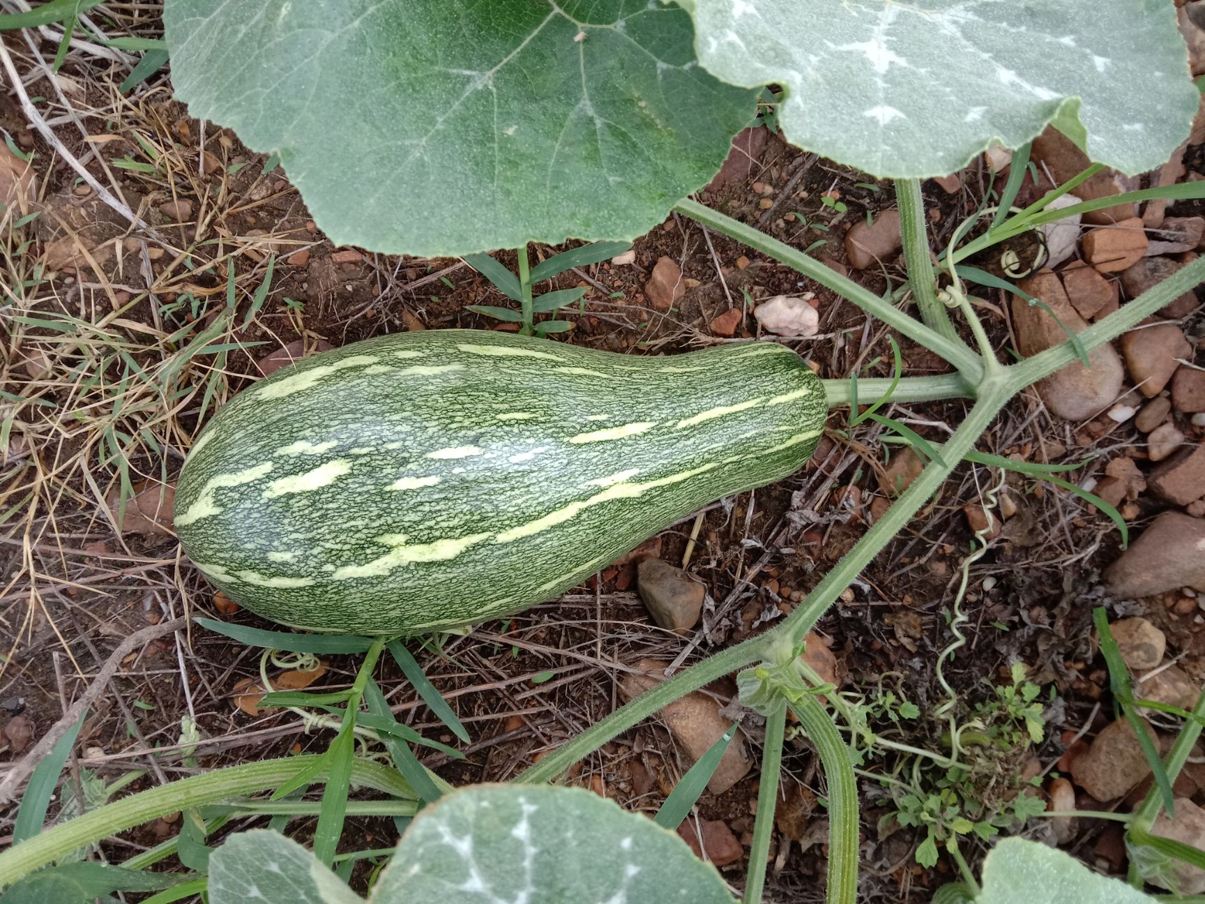 日本密本嫩南瓜