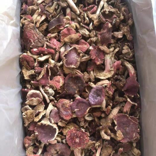 南漳县红菇大红菇开伞大号红菇福建武夷山红菇批发价