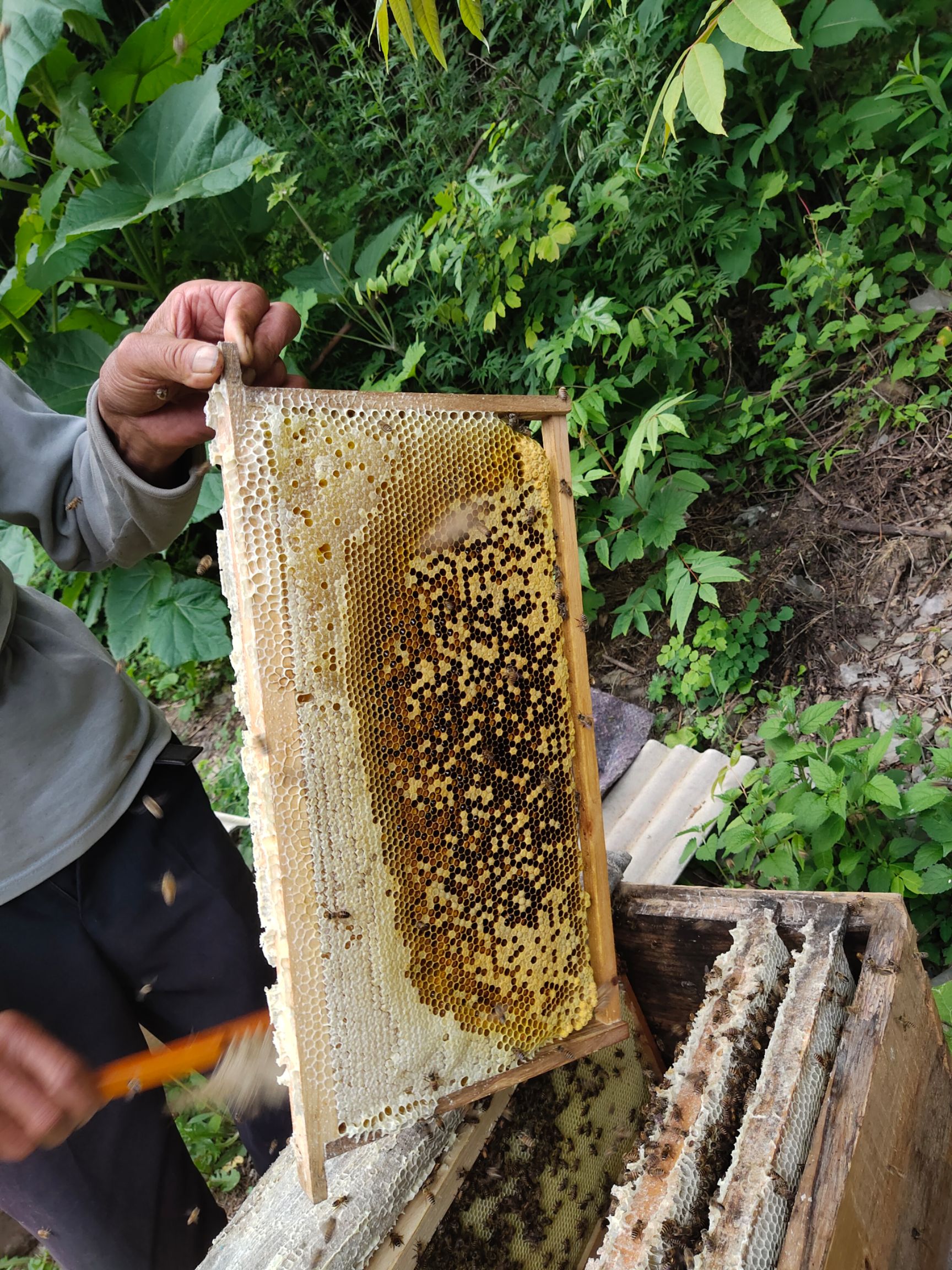 徽县 农家自产土蜂蜜
