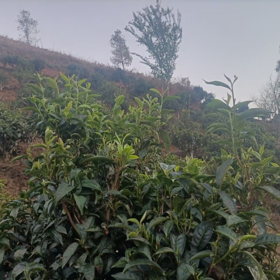 古树茶  普洱大树茶大量有货，价格实惠，欢迎订购