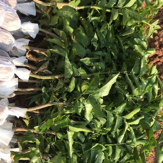 灵山县 黑黄皮果苗