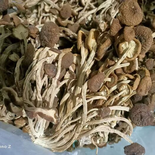 岑巩县 林下茶树菇是一款无农药，天然，仿野生的一种食用菌，