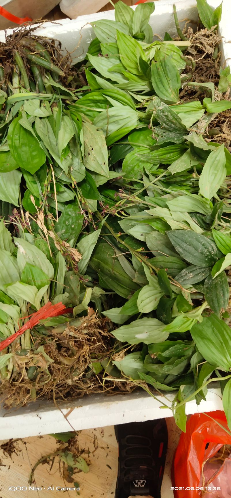 见血清  见 血 清