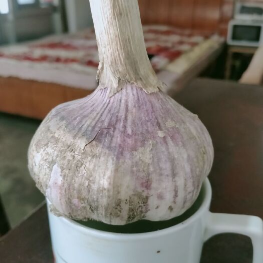 齐河县大蒜，杂交大蒜