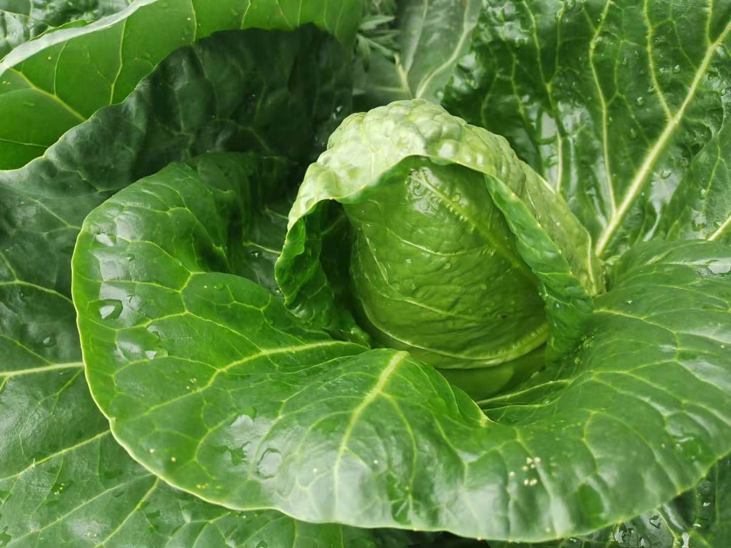 牛心甘蓝  牛心白菜