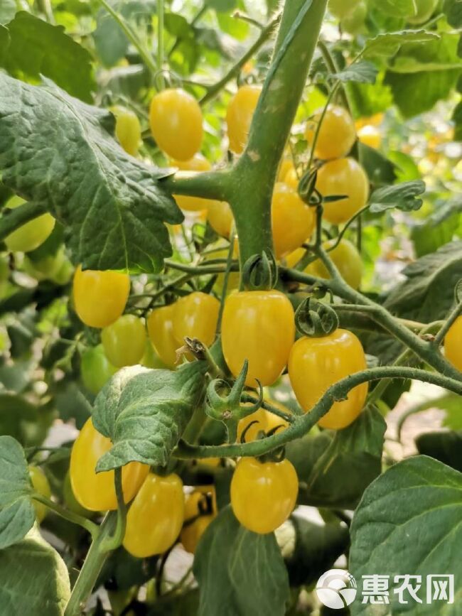 小黄西红柿苗 口感圆形黄皮番茄苗 花生果圣女果苗 黄千禧苗子