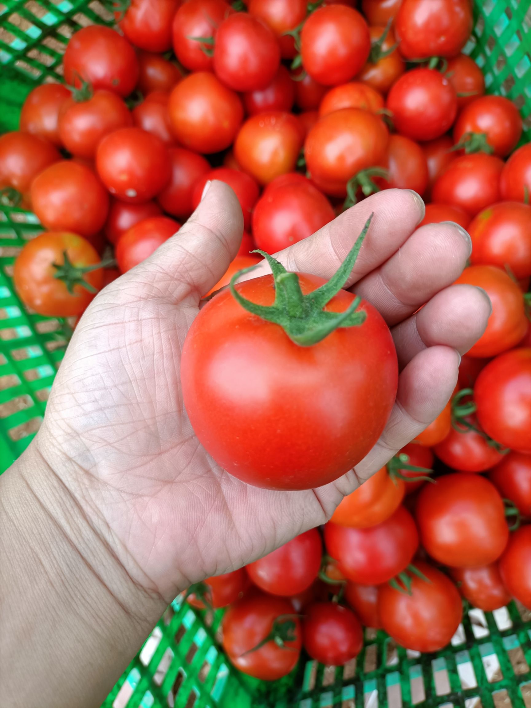 硬粉西红柿 广东清远阳山番茄！自然熟！够新鲜，够硬！够甜