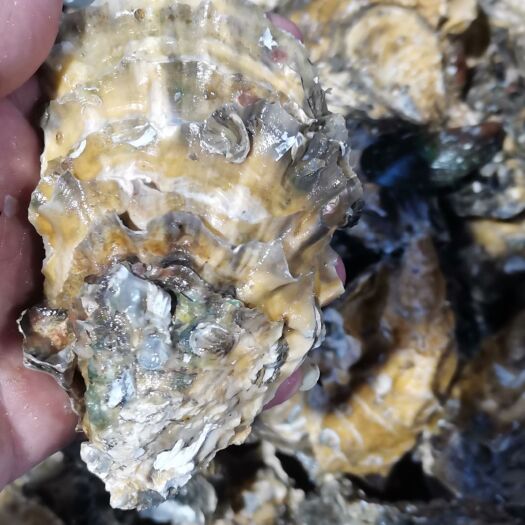 诏安县三倍体生蚝  黄金三倍体，1+到3+.个头标准，肥度八成。精品蚝。一手货源