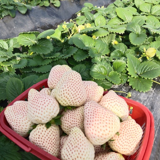 罗山县红颜 红玉 宁玉 粉玉 天仙醉草莓苗批发