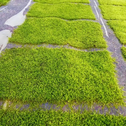 贵阳青苔 各种苔藓供应，工程庭院单有优惠价