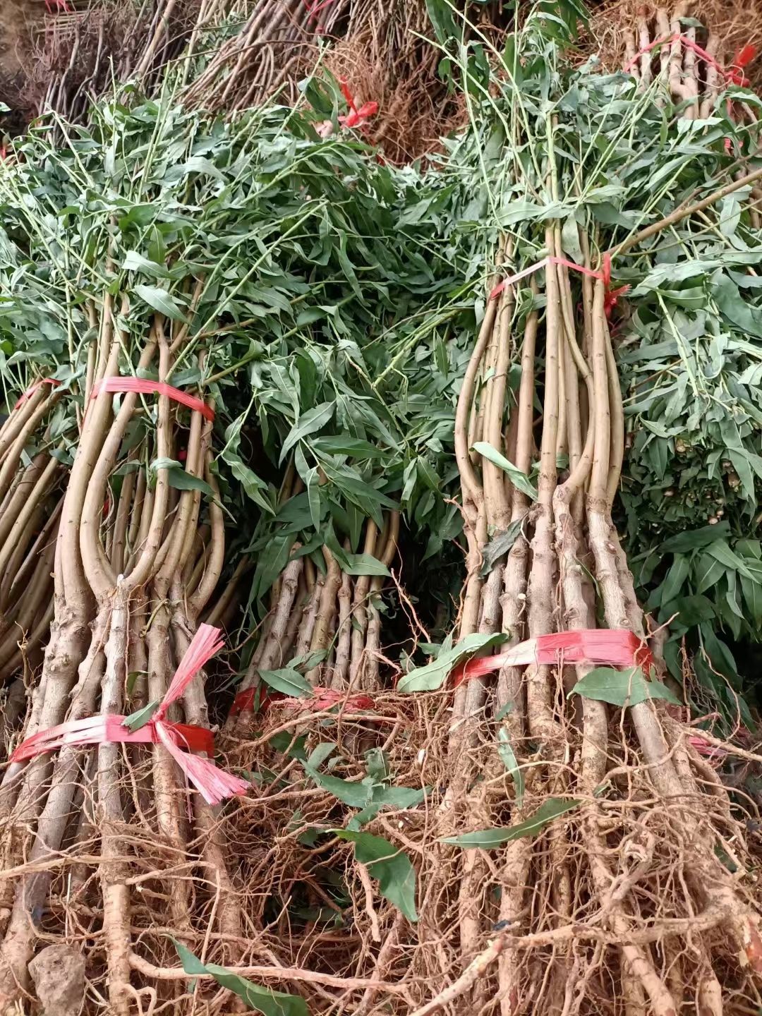 苹果种子 各种果树苗，需要联系量大优惠。