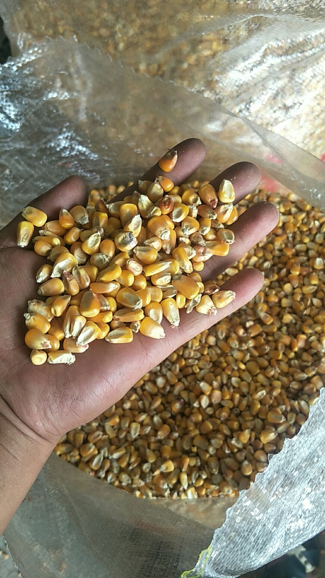 干玉米  陕北自然风干过筛玉米容重740,水分14以内,霉变无
