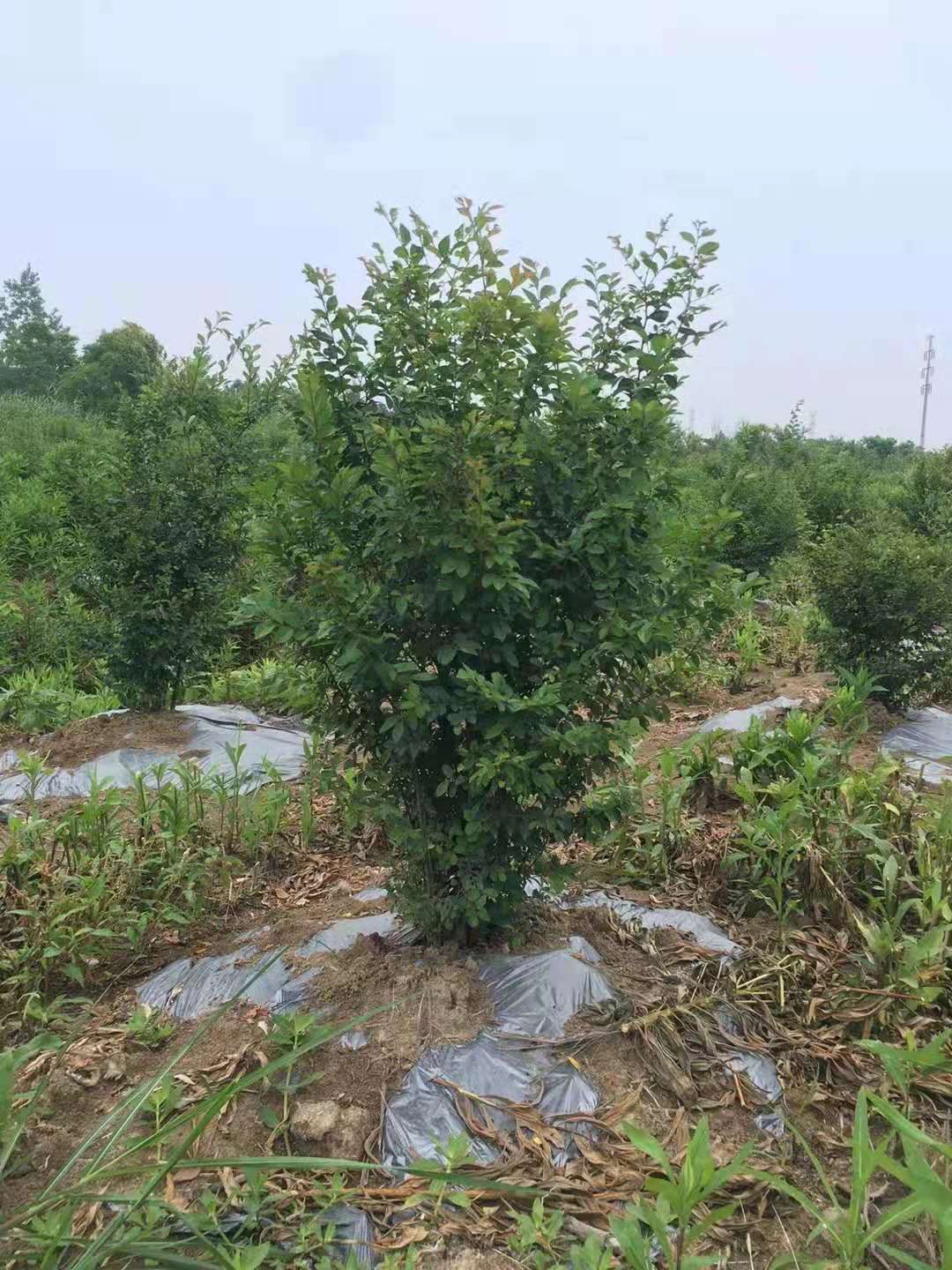 丛生榔榆品质好，可供应，价格商议