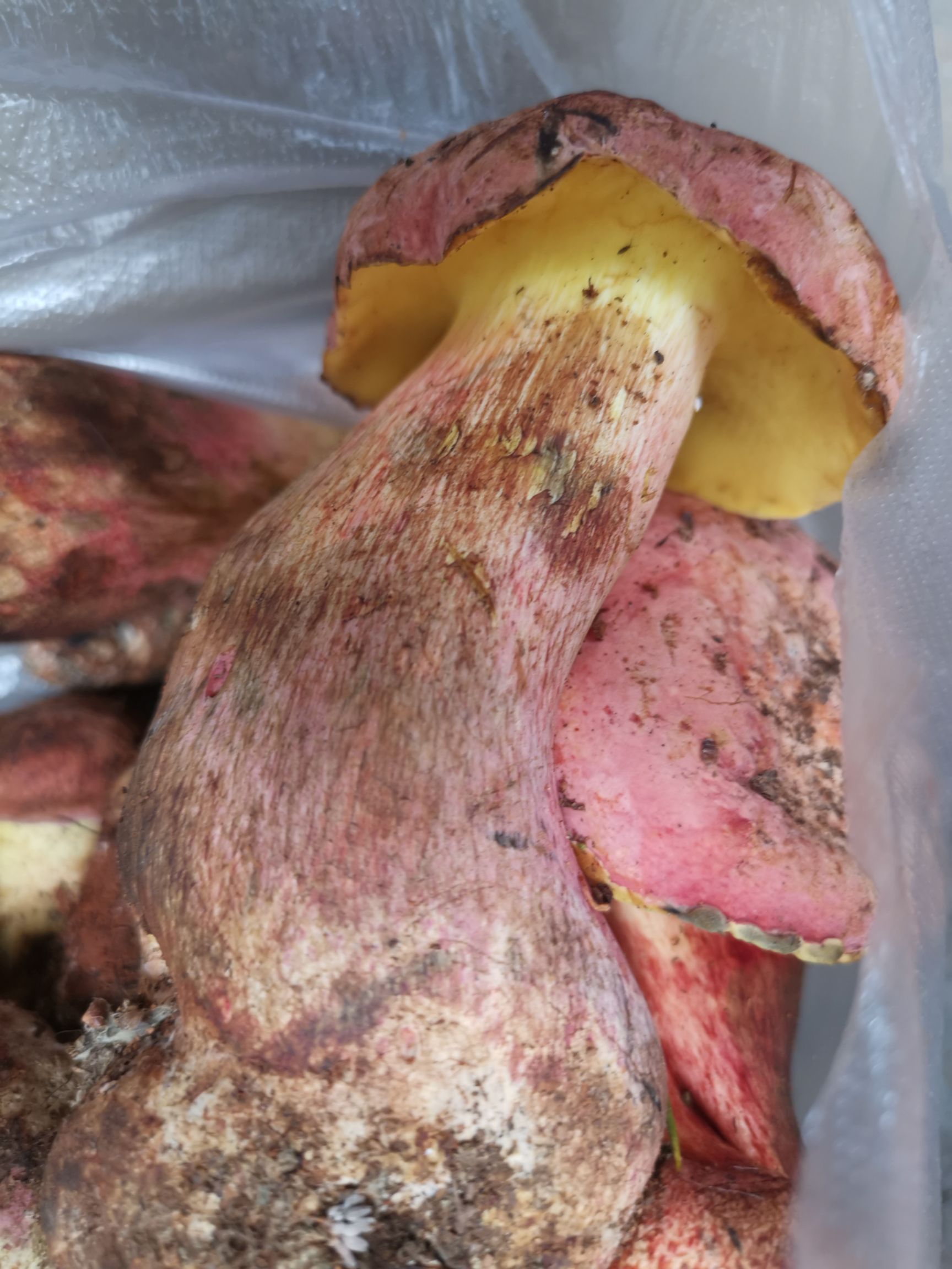  产地新鲜野生菌红葱菌