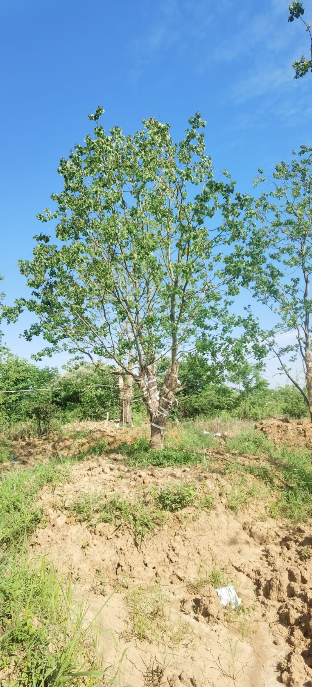 安徽丛生乌桕基地肥西丛生产地价格合理