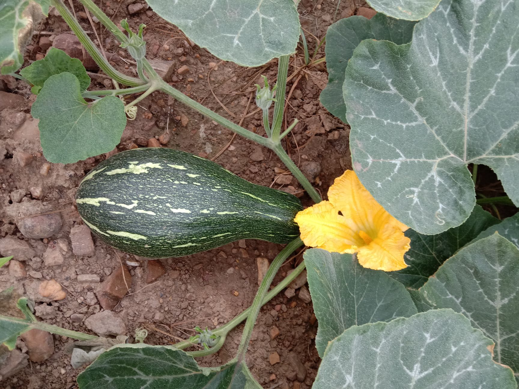 日本密本嫩南瓜