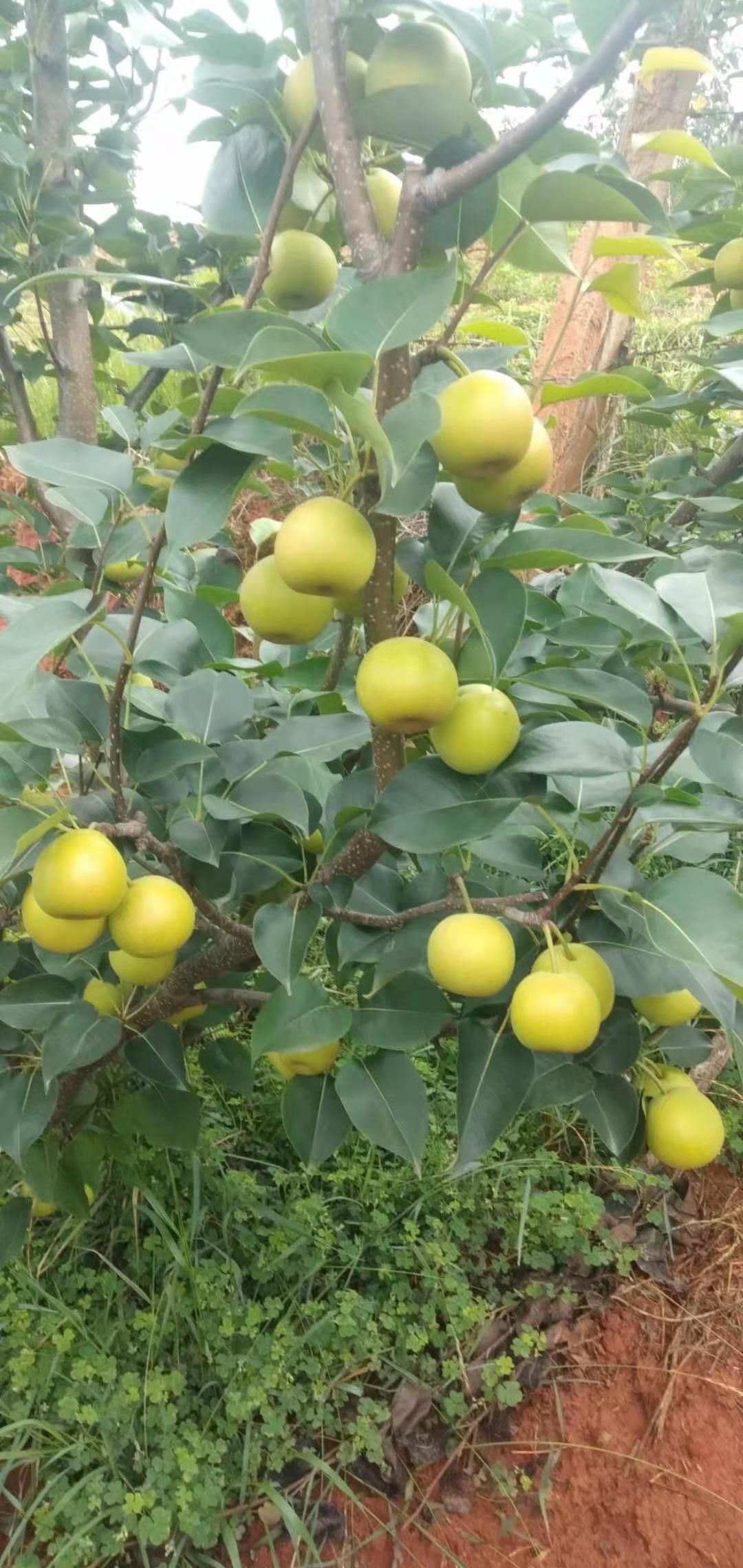 蜜梨 云贵高原梨,早白蜜,又名丁香梨