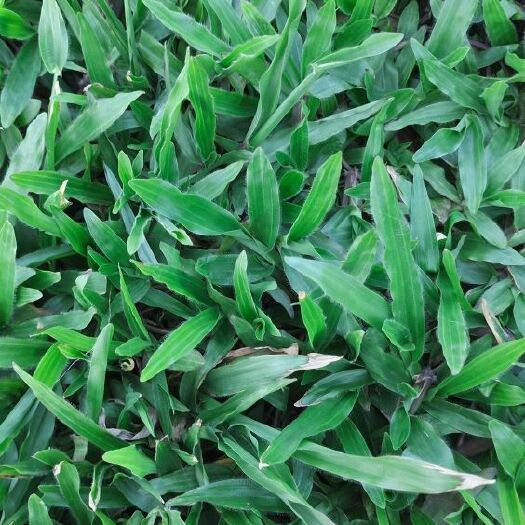 博罗县绿化草坪 精品大叶油草 大叶草皮现货批发物美价廉自铲自销