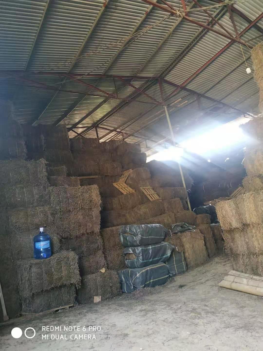 大量供应越南凉粉草