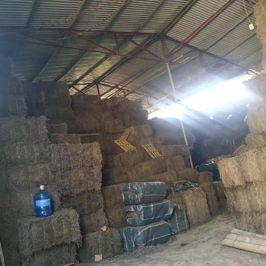 凭祥市大量供应越南凉粉草