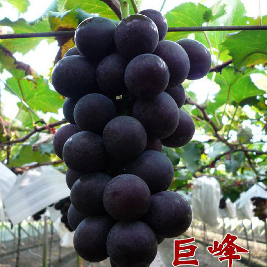 饶阳县河北葡萄种植基地批发销售巨峰葡萄