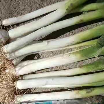 天津铁杆大葱  铁杆杂交大葱