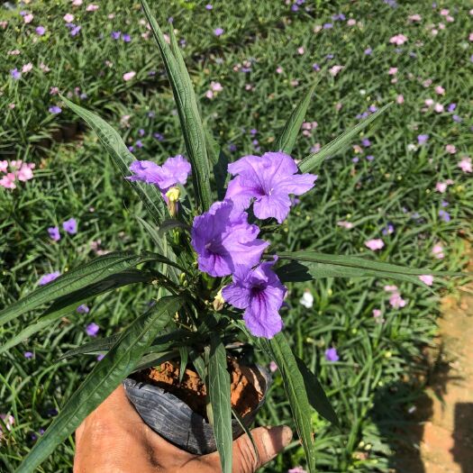 揭阳翠芦莉盆栽 矮化芦莉开粉花，白花，紫花，种植大树旁点缀