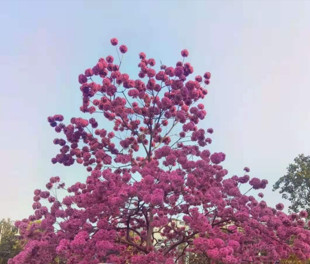 紫花风铃木，大绣球，快大品种