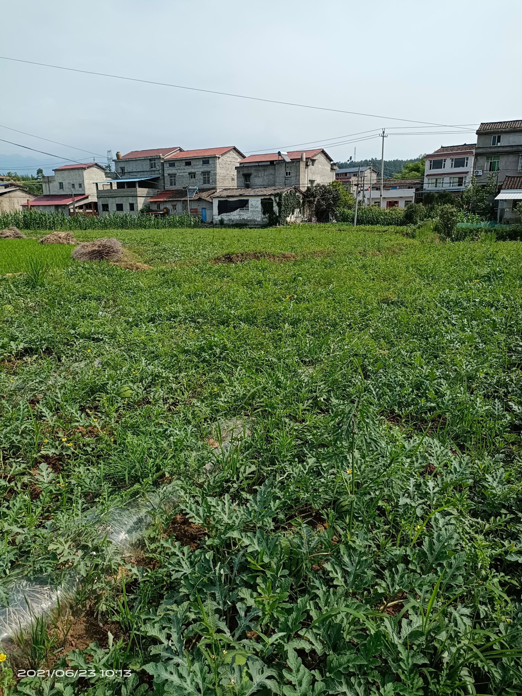 京蜜  本农场有100多亩露天西瓜现以上市，金密1号，2号，红密王。