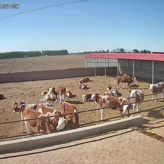 开鲁县 西门塔尔牛、肉牛、条子、保揣、净脸、秃头……