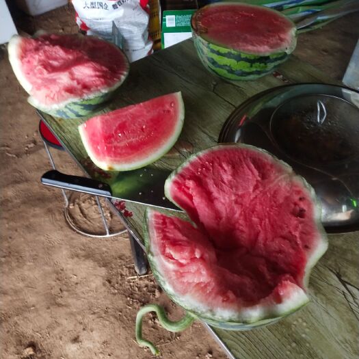 凤县无籽西瓜 陕西省宝鸡市凤县 1茬 