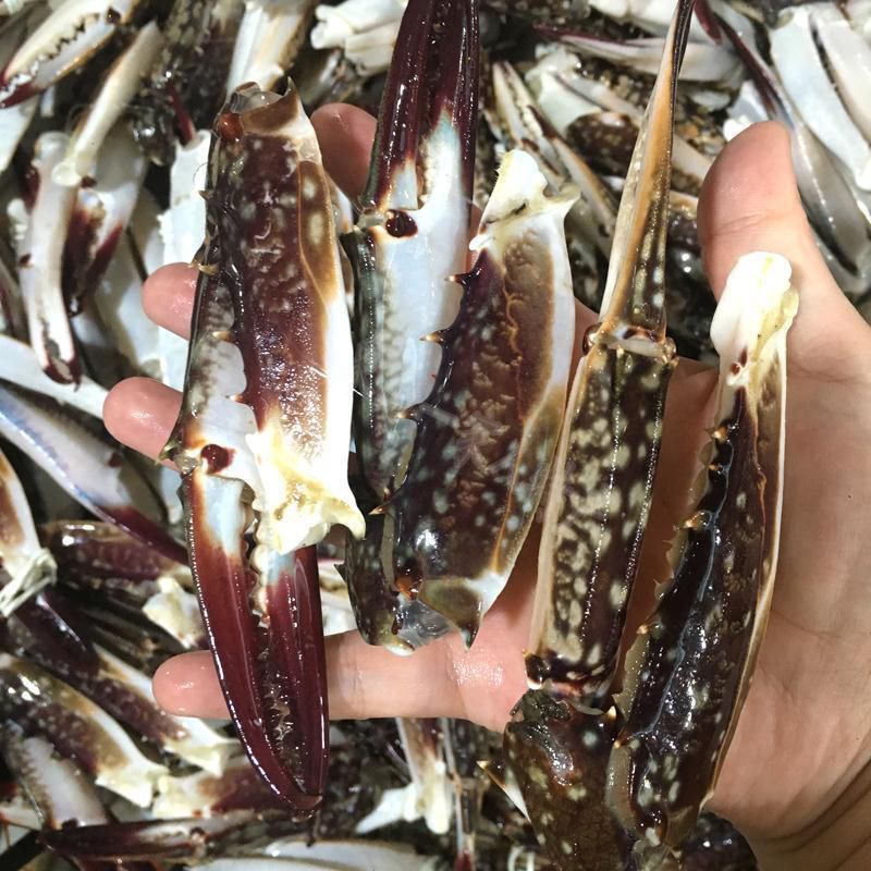 蟹腿梭子蟹蟹脚新鲜蟹钳鲜活海蟹鲜活梭子蟹海鲜水产