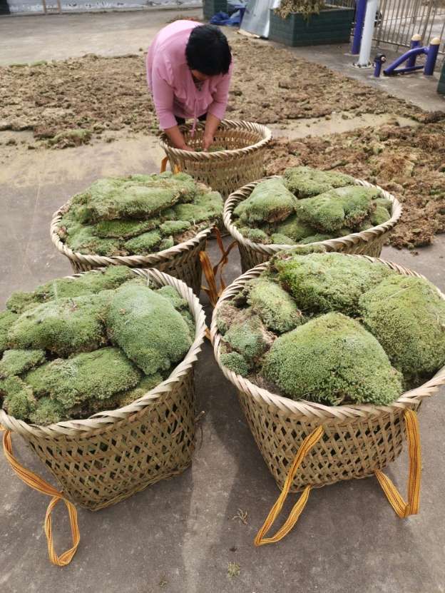 青苔 各种苔藓供应，工程庭院单有优惠价