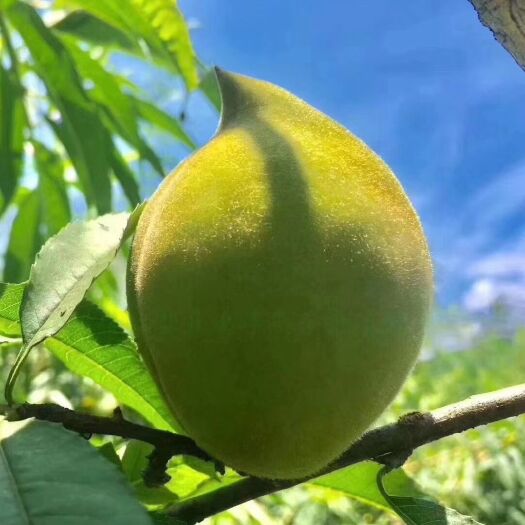 连州市鹰嘴蜜桃 鹰嘴桃