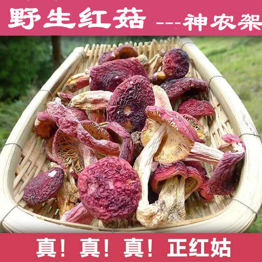 南漳县神农架红蘑菇月子菇新货非福建武夷山伏牛小红菇产地批发
