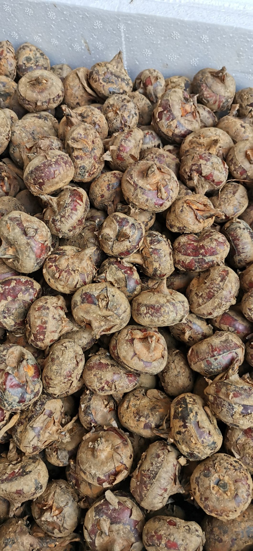 荸荠种苗 荔浦马蹄 桂蹄二三号马蹄组培苗一、二代 优质高产