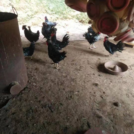 宁都县 贵妃鸡母鸡。