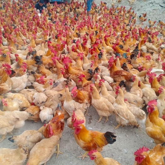 衡阳土鸡苗小脚细脚黄土鸡苗湖南小种土鸡苗，细脚土鸡质量好