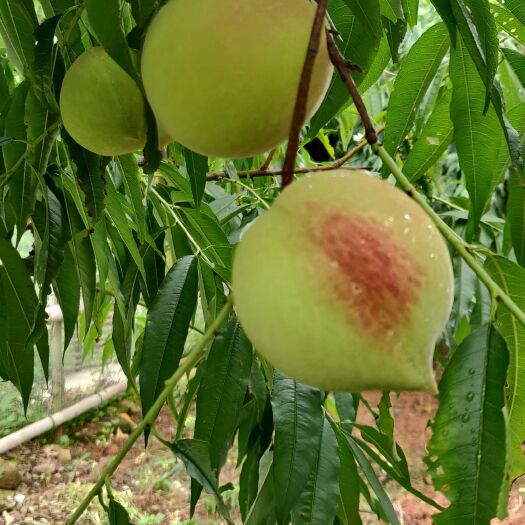 龙南市鹰嘴蜜桃 桃花落尽随春去,夏日桃熟枝上悬.农夫采摘城中往,挑担叫卖在路
