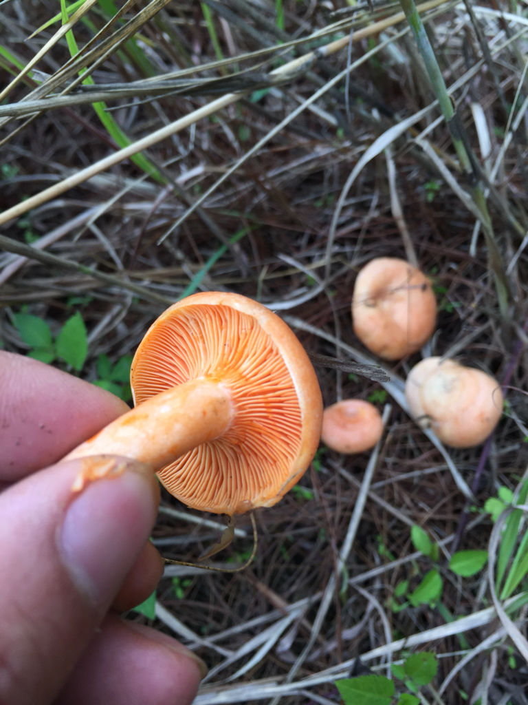  野生松树菌   和各种野生生菌