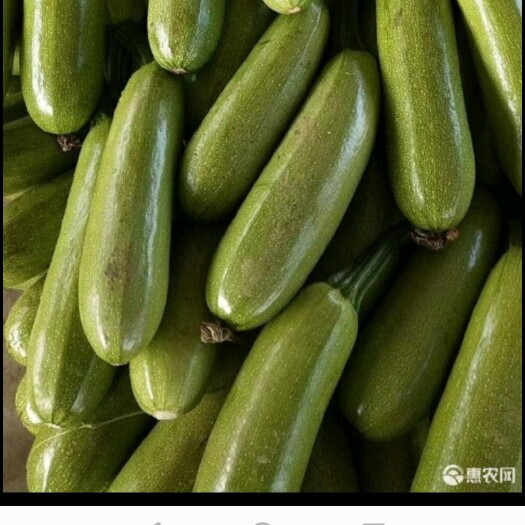 蔚县 精品西葫芦