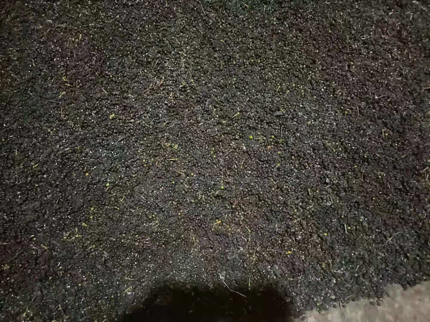 檫木种子，花秋种子