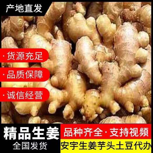 莒县精品生姜 品种齐全 产地直销 【价格便宜 保质保量】