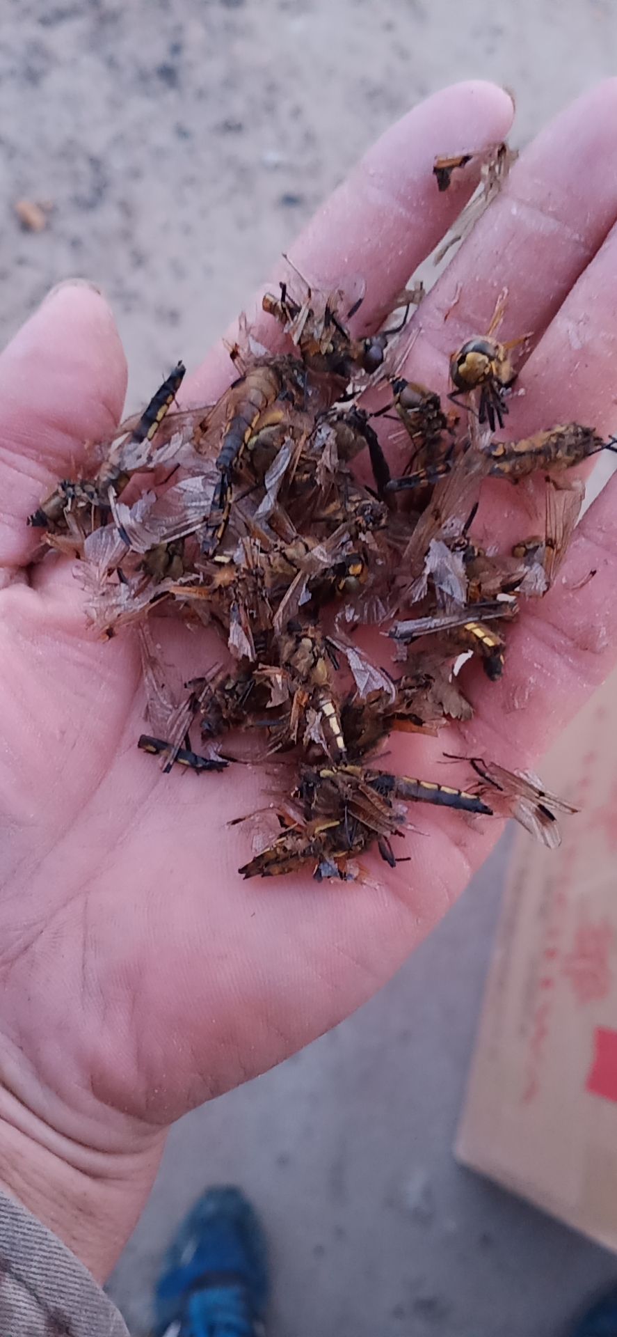 蜻蜓