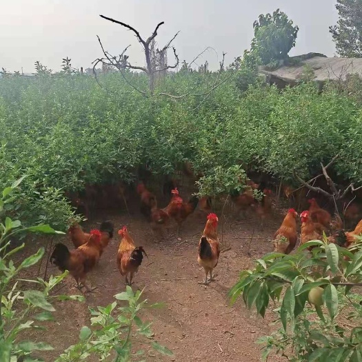 山鸡  金银花草药大公鸡，中药基地，散养金银花基地喂三七茎叶