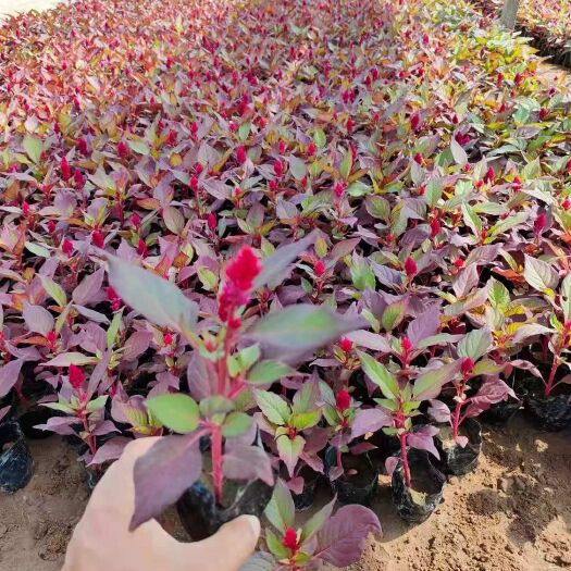 青州市草花  世纪红  世纪红基地大量供应优质世纪红