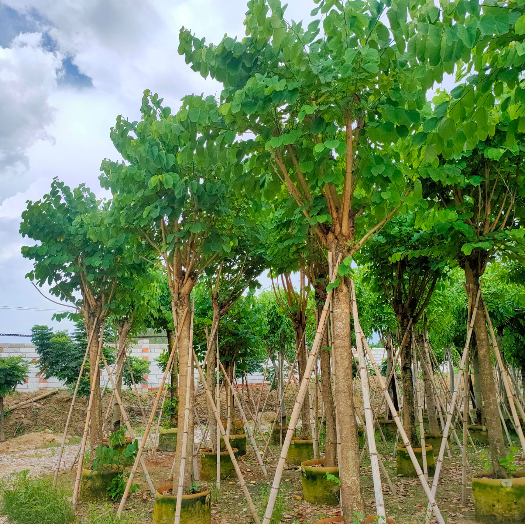 红花紫荆15公分