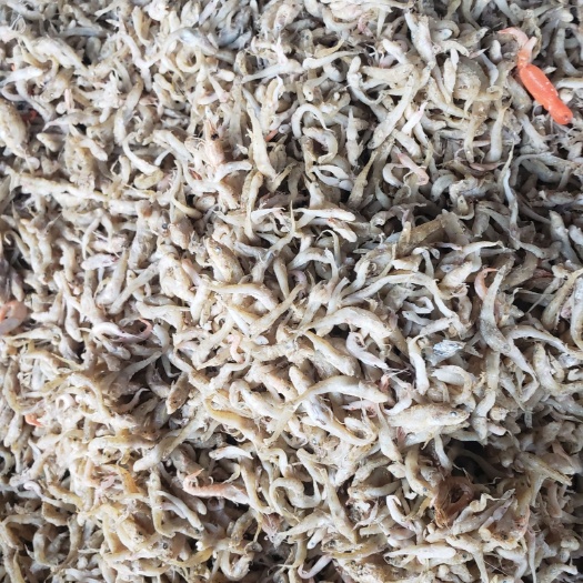 滨州饲料鱼  现有大量渤海湾饲料小鱼，喂蟹，虾优质饵料，一手货源